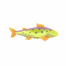 Baited Greenhorn Dolo Spot